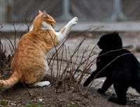 Red cat fighting a black cat