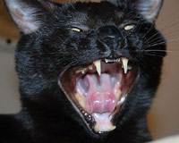 Scary black cat yelling