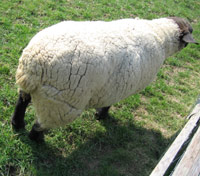 Sheep grazing peacefully