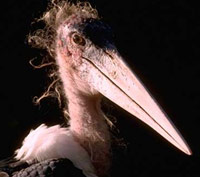 Stork up close with beak