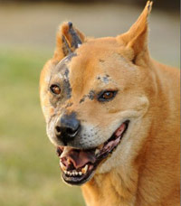 Terminator puppy dog- chow breed