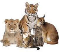 Tigers and cat family