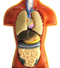 Vital organs of the body