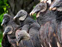 Vultures ready to eat