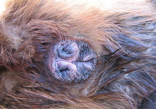 Beaver butt glands