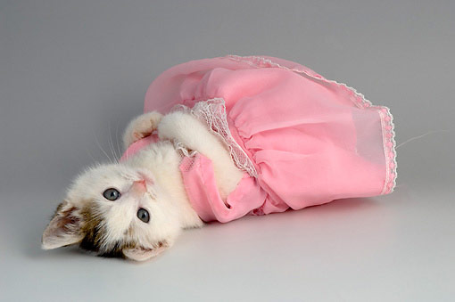 Cat in sexy pink dress