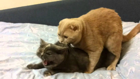 Male cat raping female cat