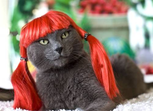 Sexy cat in red wig