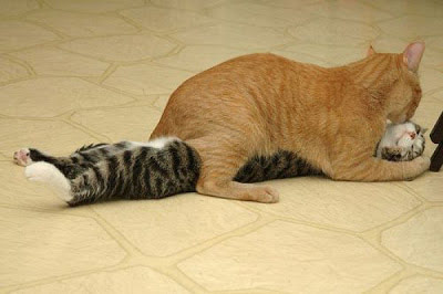 Cat lying underneath companion cat in provocative pose