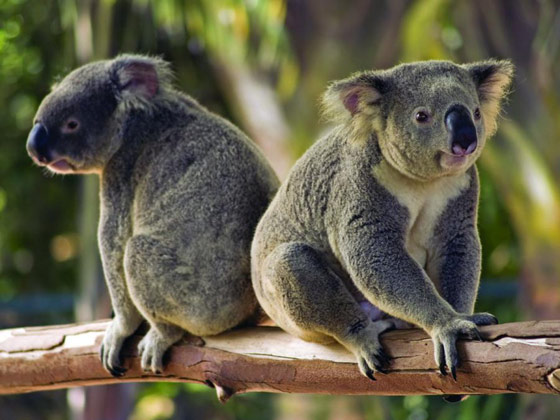 Two koala bears sitting in a tree