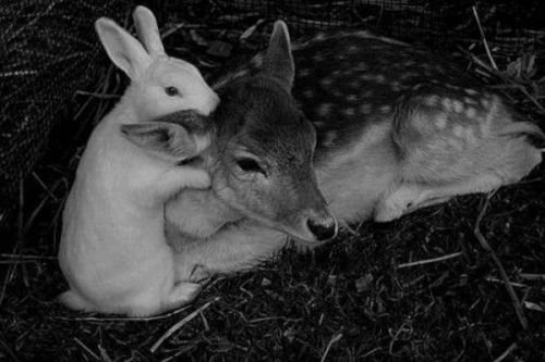 Rabbit hugging a deer
