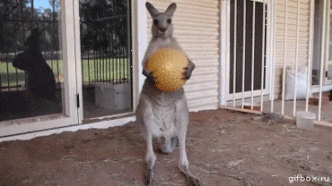 Ripper Roo kangaroo gif picture