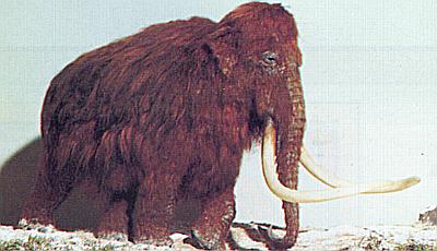 Wooly Botmoth - Descended from mixed online robot/wooly mammoth heritage.