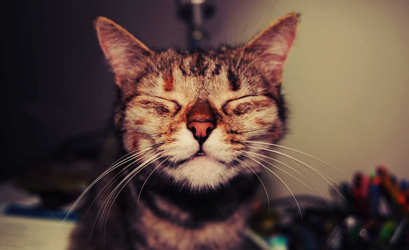I Wish Cats Would Get Depressed Like The Rest Of Us Especially Me