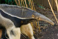 Anteater with black and white snout