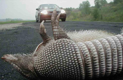 Armadillo run over by a car