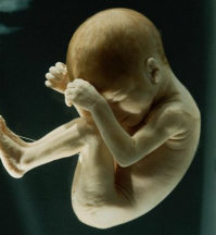 Unborn baby