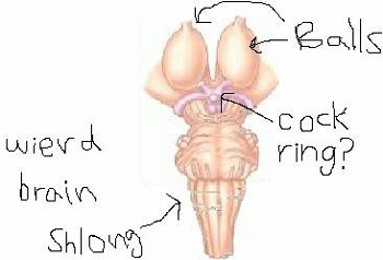 Cock and balls diagram