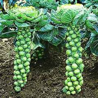 Brussels sprouts stalks