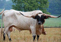 Bull alone in a green pasture