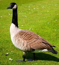 Canada goose in a field