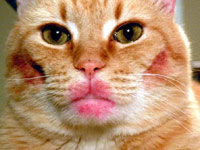 Cat with lipstick on its lips