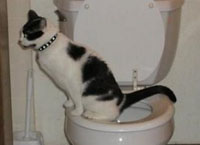Cat peeing in a toilet