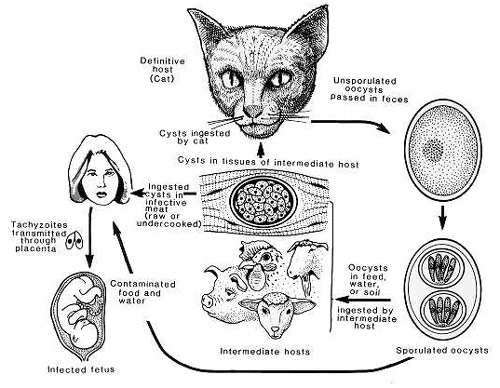 Chart showing toxoplasma gondii cycle in cats