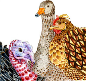 Chicken turkey duck painting