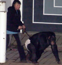 Chimp being walked on a leash by a young woman
