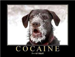 Cocaine dog
