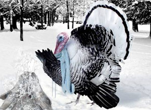 Cold turkey in the snow outside