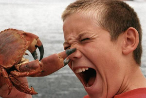 Crab pinches boy's nose