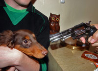 Dachshund at gunpoint