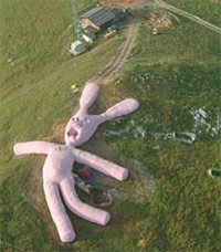 Giant dead pink rabbit on a farm