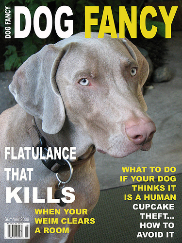 Dog Fancy magazine cover