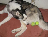 Dog licking his tennis balls