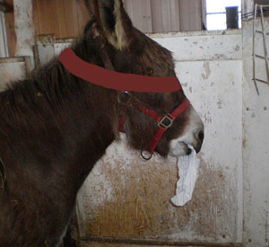 Donkey eating paper in a pen