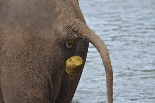 Elephant poop falling from the butt