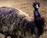 Emu bird