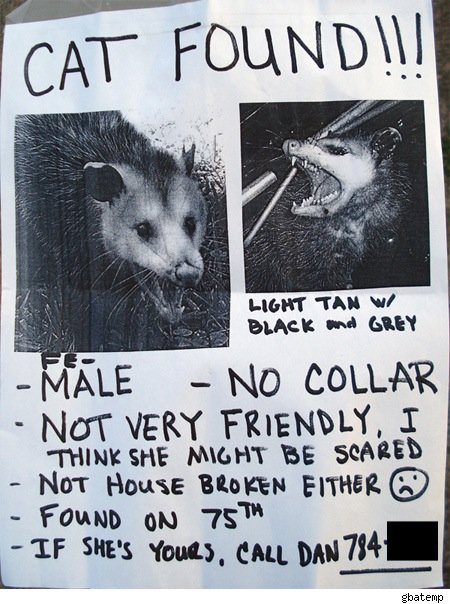 "Found" sign for cat that looks like opossum