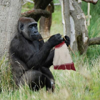 Gorilla knitting yarn