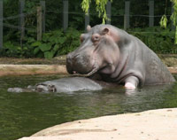 Two hippos having sex in the water