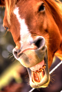 Horse with gold teeth grill