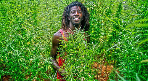 Jamaican hemp farmer
