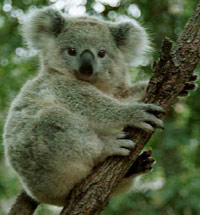 Surprised koala bear in a tree