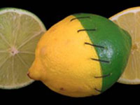 Lemon and lime stitched together