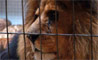 Lion crying tears in a zoo