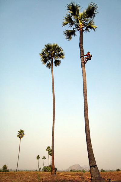 Man climbs up a very high palm tree