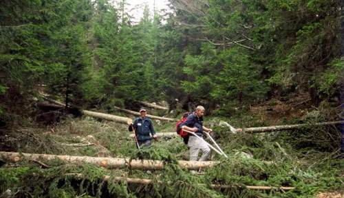 Man clears timber from a forest